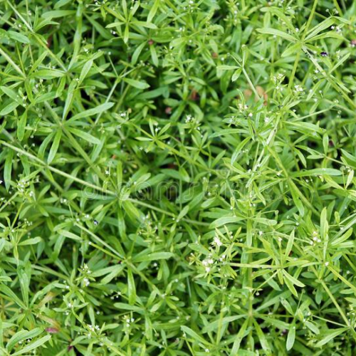 Cleavers The UK Online