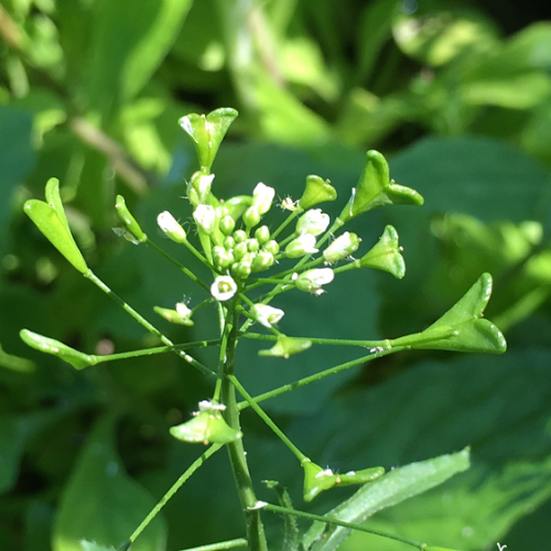 Shepherd’s Purse The UK Online